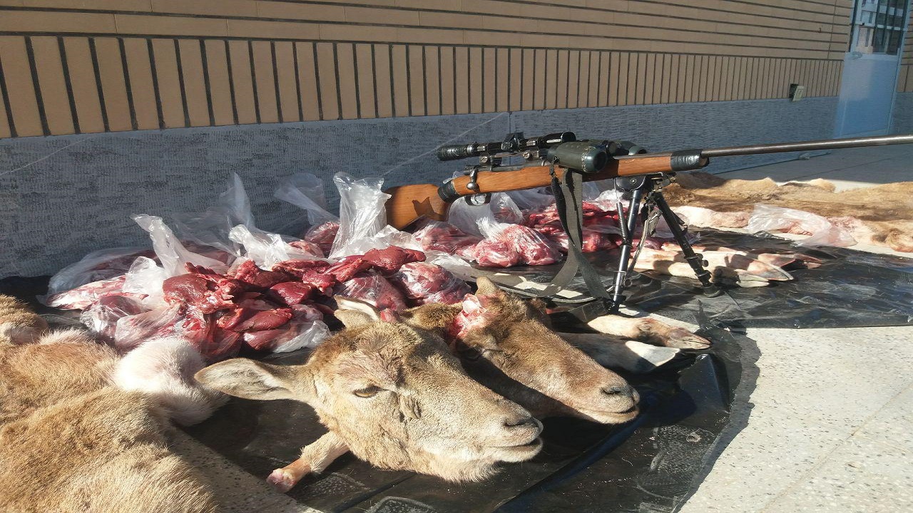 ۴ شکارچی متخلف در شاهرود دستگیر شدند