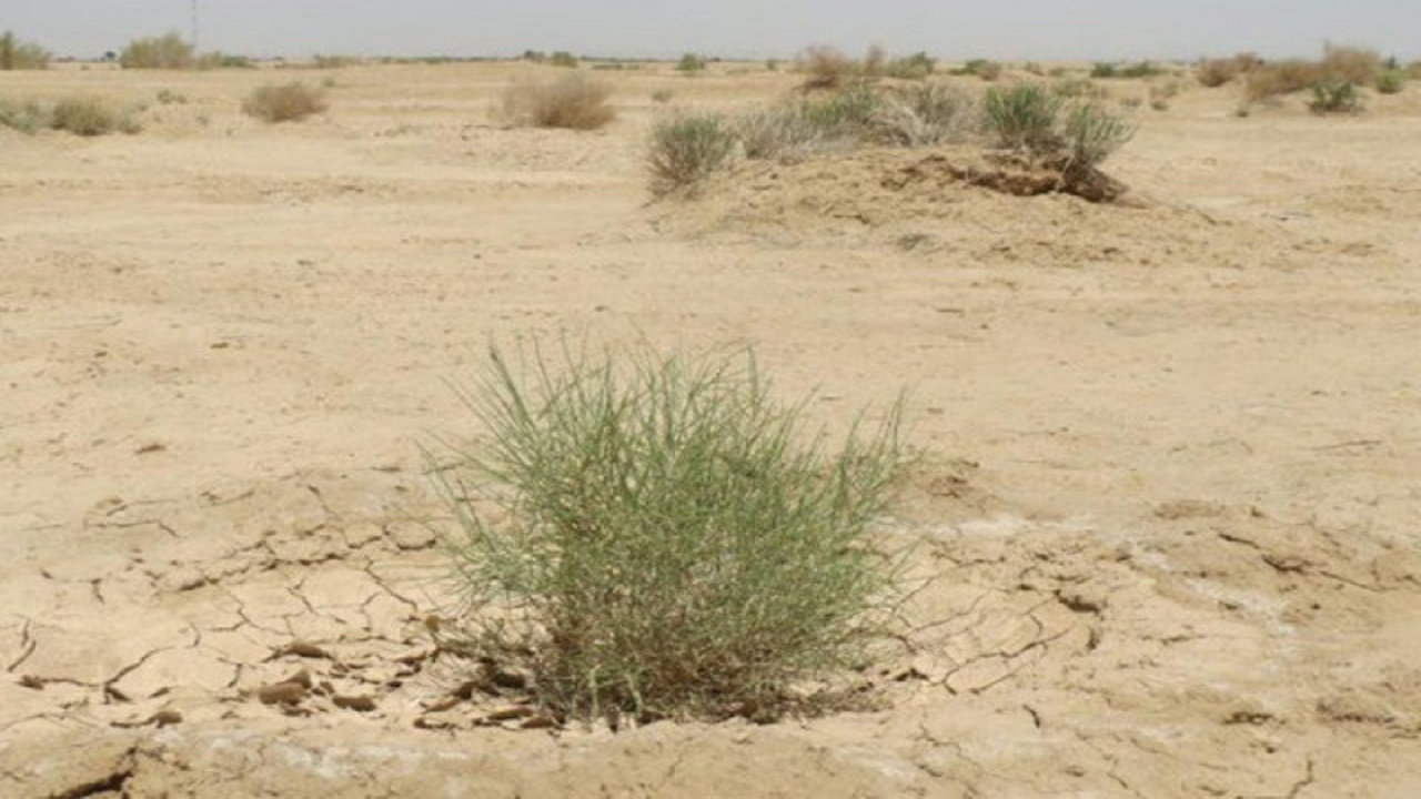 ۳۵ هزار هکتار از بیابان‌های دامغان به جنگل تاغ تبدیل شد