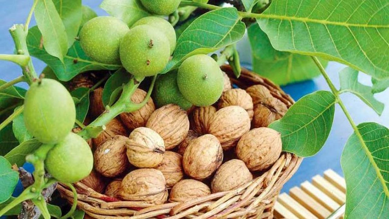 برداشت گردو در سطح ۱۴۰۰ هکتار از باغات ایلام آغاز شد