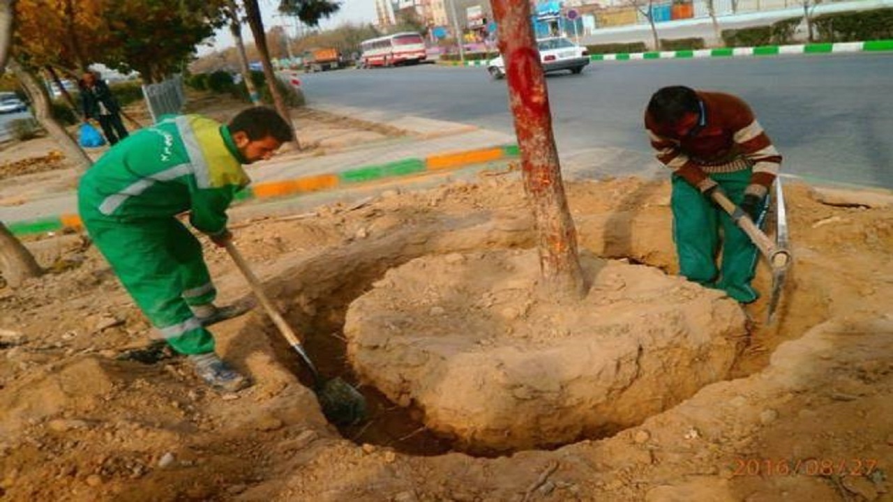 کاشت و نگهداری بیش از ۱۲ هزار اصله درخت روتبال در مشهد