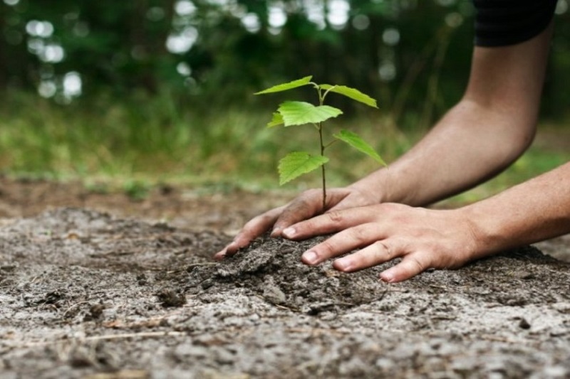آغاز کاشت ۴۰۰هزار اصله نهال در تبریز از پایان شهریور