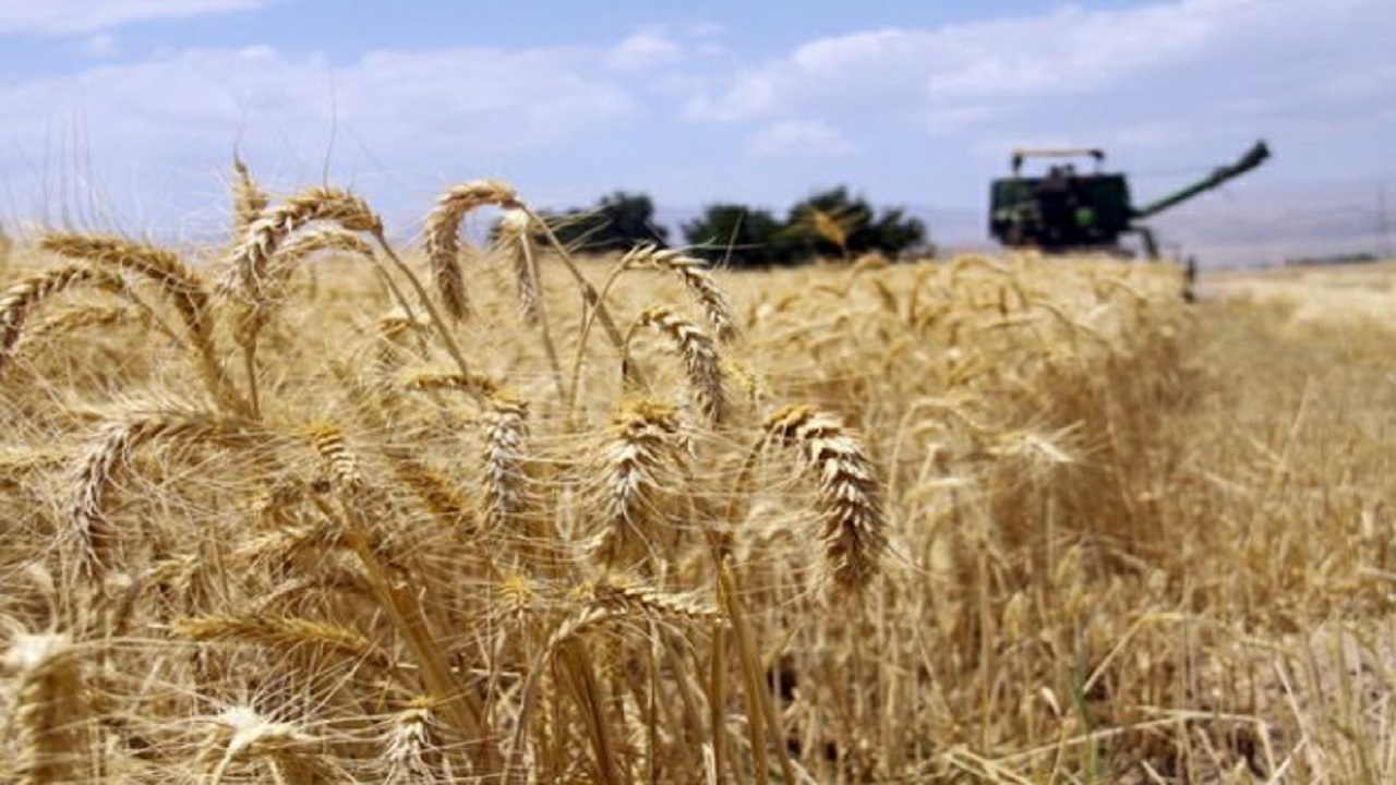 خریداری بیش از ۱۴هزار تن گندم مازاد از کشاورزان رخ