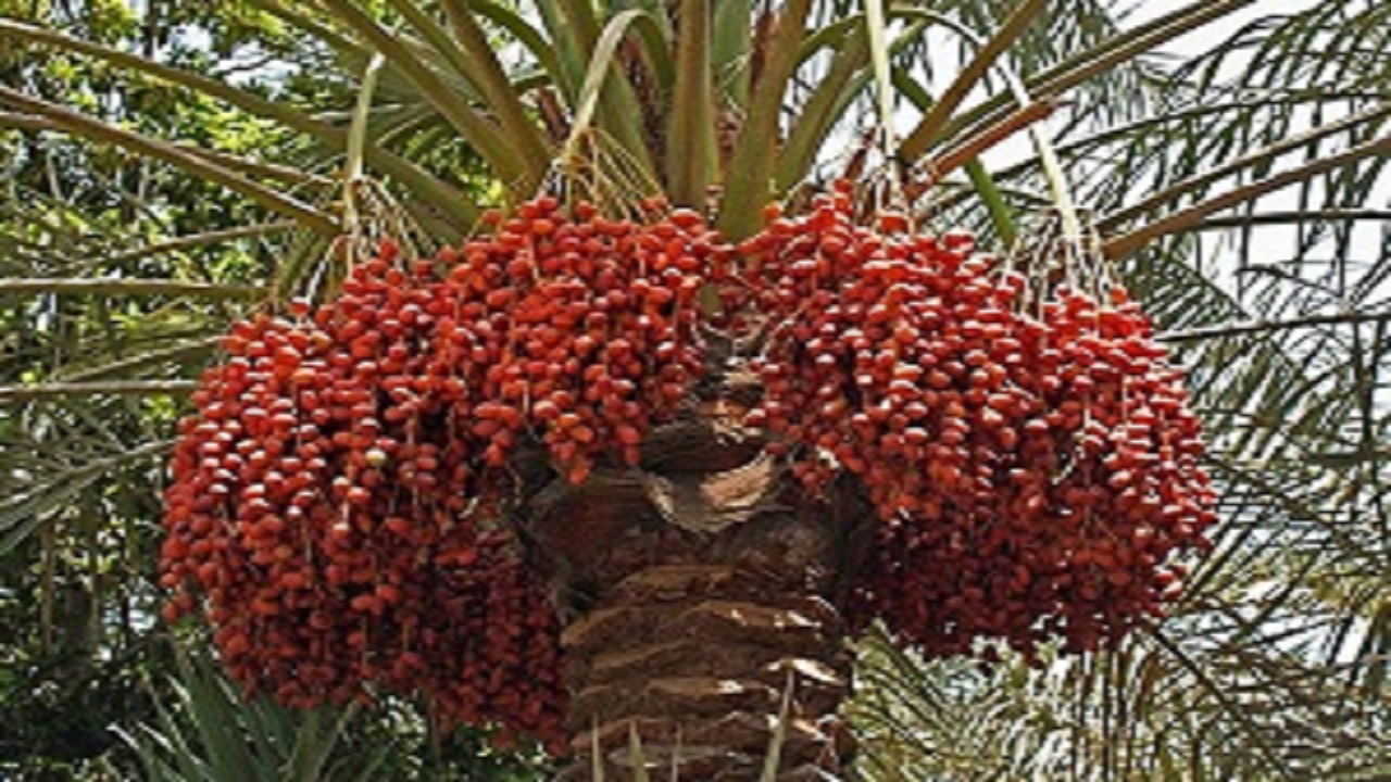 آغاز برداشت خارک و رطب در دزفول