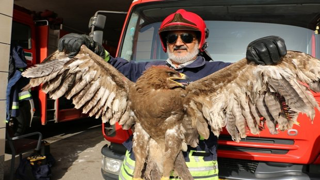 آتش نشانان مهاباد ۴۰ پرنده و حیوان وحشی را نجات دادند