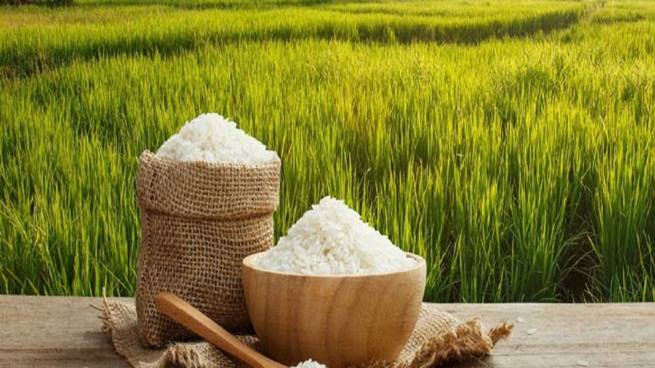 پیش بینی تولید ۴۷۰ هزار تن برنج محلی و عنبربو در خوزستان
