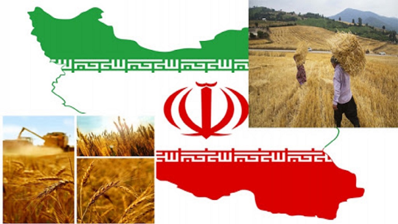 افزایش ۲۵ درصدی عملکرد کشت دیم با طرح امنیت غذایی