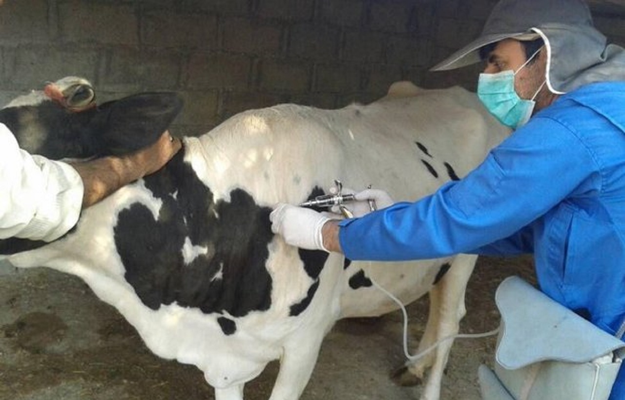 ۶۶ هزار دام سنگین در استان مرکزی علیه تب کنگو مایه کوبی شدند