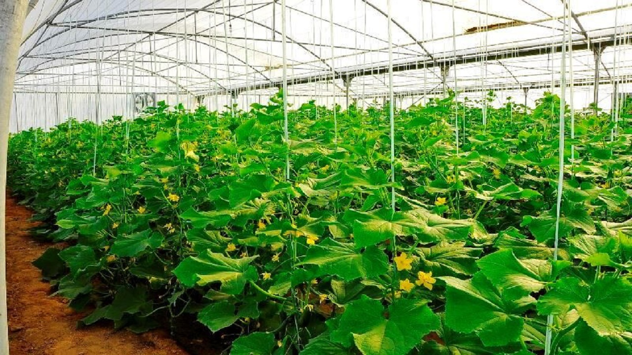 کشت ۱۲هزار متر مربع خیار گلخانه‌ای در کدکن
