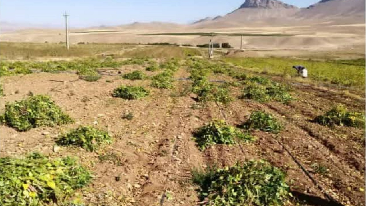 آغاز برداشت لوبیا از مزارع شهرستان بن