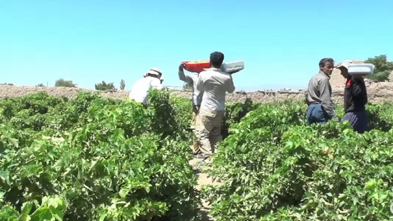 برداشت انگور از باغ‌های روستای هفتخانه + فیلم