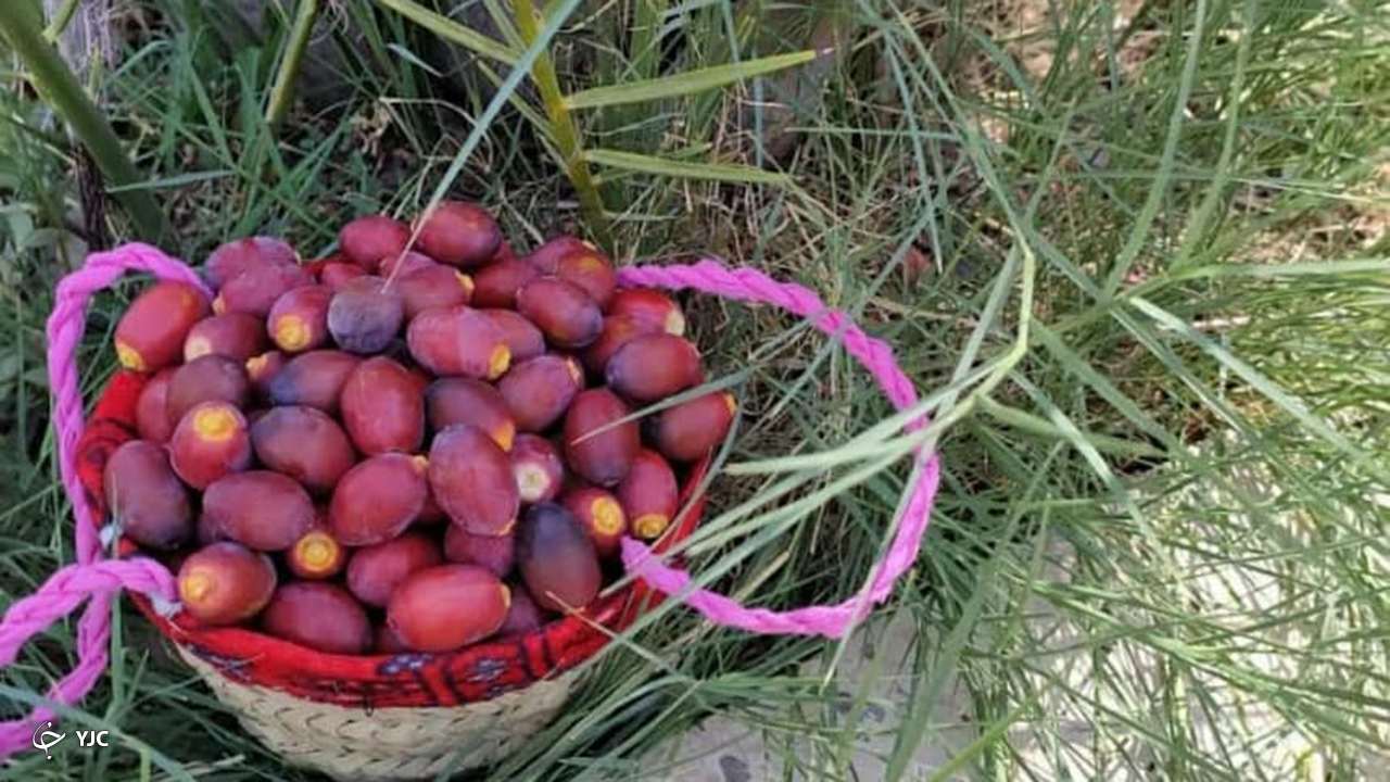 برداشت خرما در قیروکارزین بزرگ‌ترین قطب تولید کشور آغاز شد