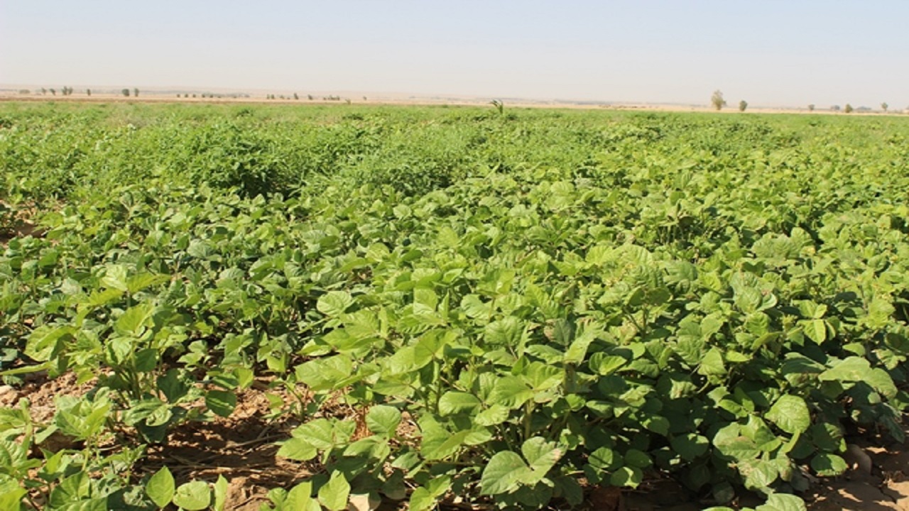 رونق کشت ماش در لالی