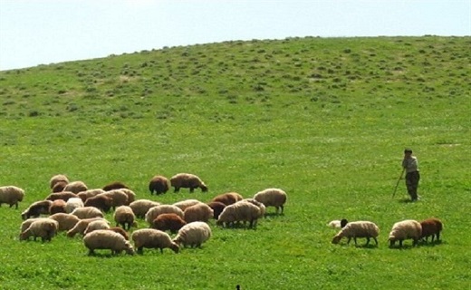 مراتع استان کردستان صنعت دامداری کردستان در مسیر توسعه و بهره وری