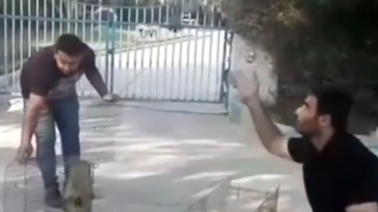 جوانانی که راه نجات پرندگان شدند + فیلم