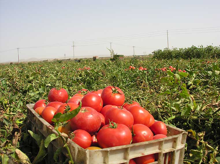 برداشت گوجه فرنگی در سپیدان