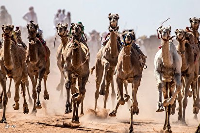 مسابقات شتردوانی - مصر
