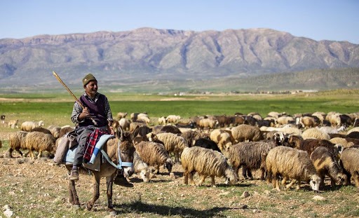 افزایش ۱۲ درصدی تولیدات عشایر آذربایجان شرقی