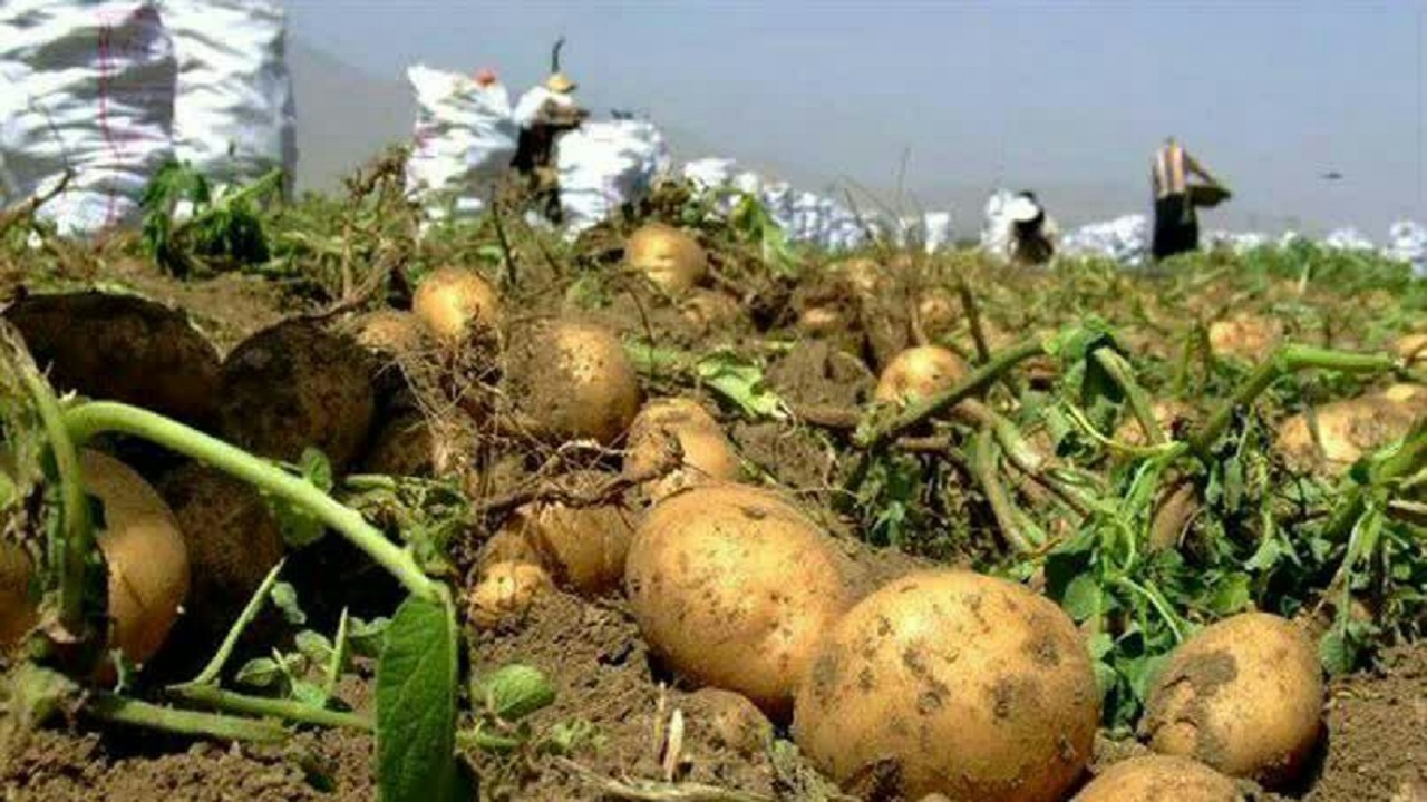 آغاز برداشت سیب زمینی از مزارع شهرستان کیار