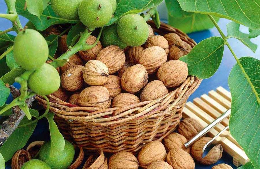 پیش&zwnj;بینی برداشت ۳۷۰۰ تن گردو از باغ&zwnj;های اسدآباد