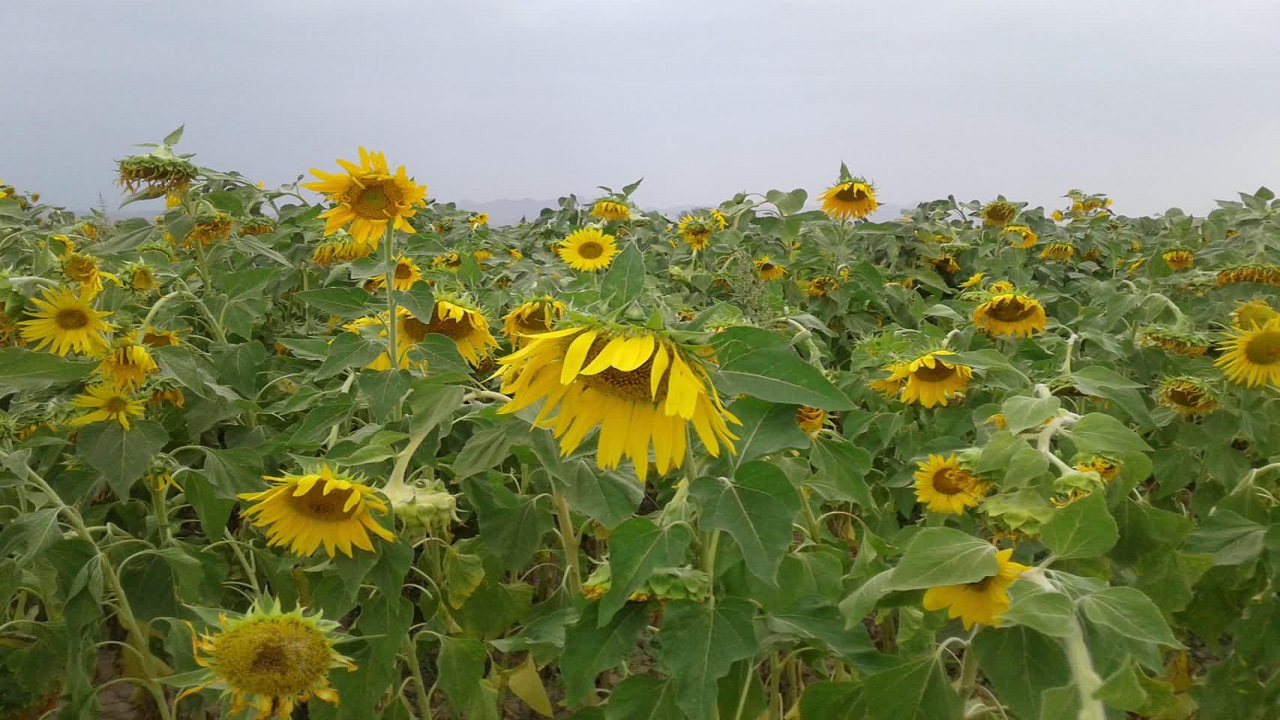 برداشت تخمه آفتابگردان در روستای کمال‌آباد + تصاویر