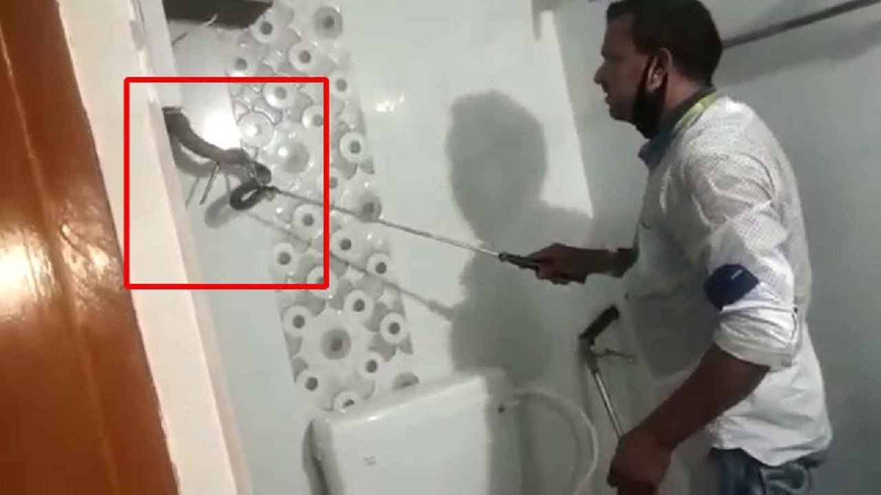 پنهان شدن مار کبرا در کمد دیواری دستشویی!