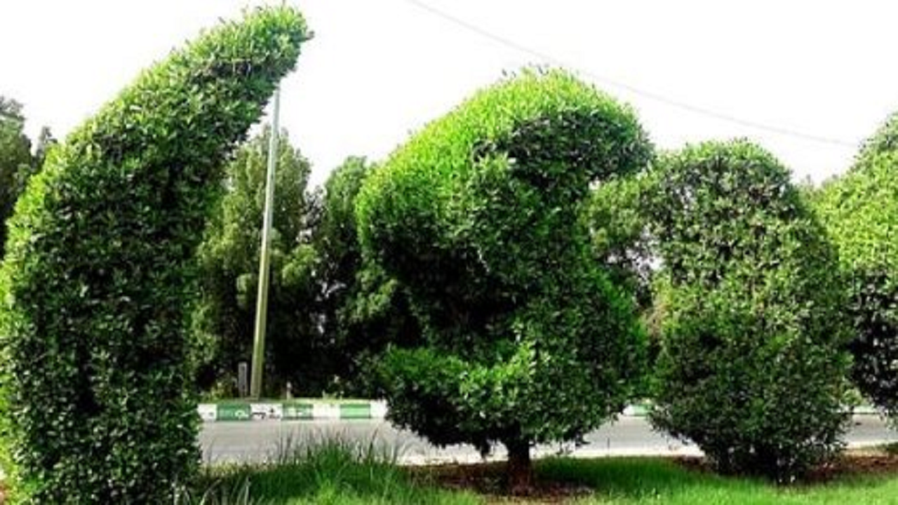 هرس پاییزی درختان کنوکارپوس در اهواز