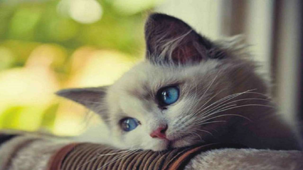 چرا نباید گربه در خانه یا آپارتمان نگهداری شود؟