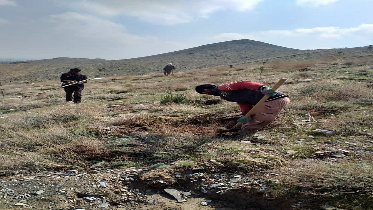 استفاده از ۳۱ گونه کم نهاده در ارتفاعات کمربند سبز مشهد