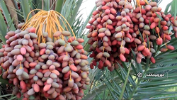 بخش خبری مجله خبری ۲۷ شهریور ۹۹ + فیلم