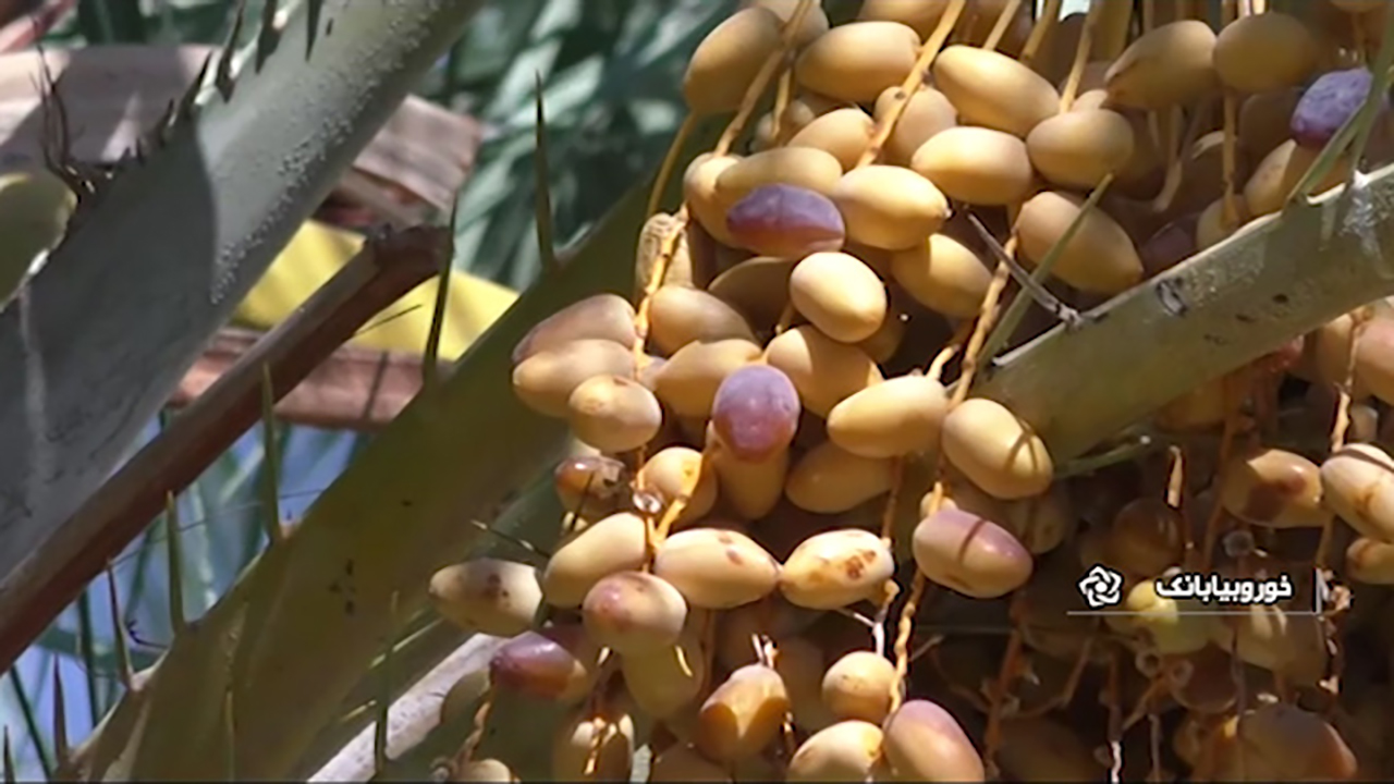برداشت انواع خرما در نخلستان‌های شهرستان خور و بیابانک + فیلم
