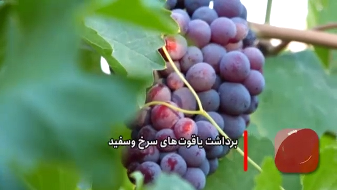 برداشت یاقوت‌های سرخ وسفید در چهار گوشه کشور