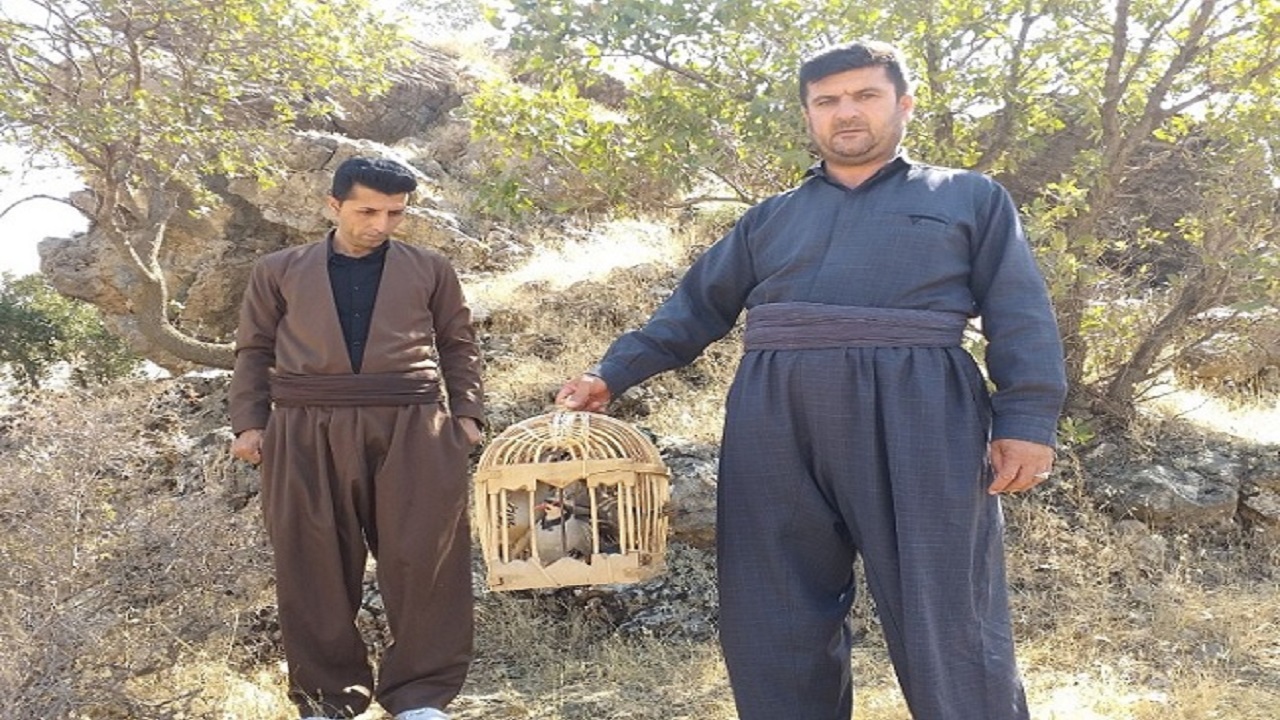 رهاسازی ۴ قطعه کبک در شهرستان پاوه