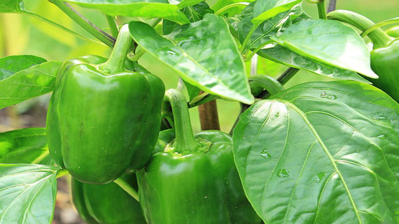 بهره برداری از گلخانه تولید فلفل دلمه در بخش مزایجان