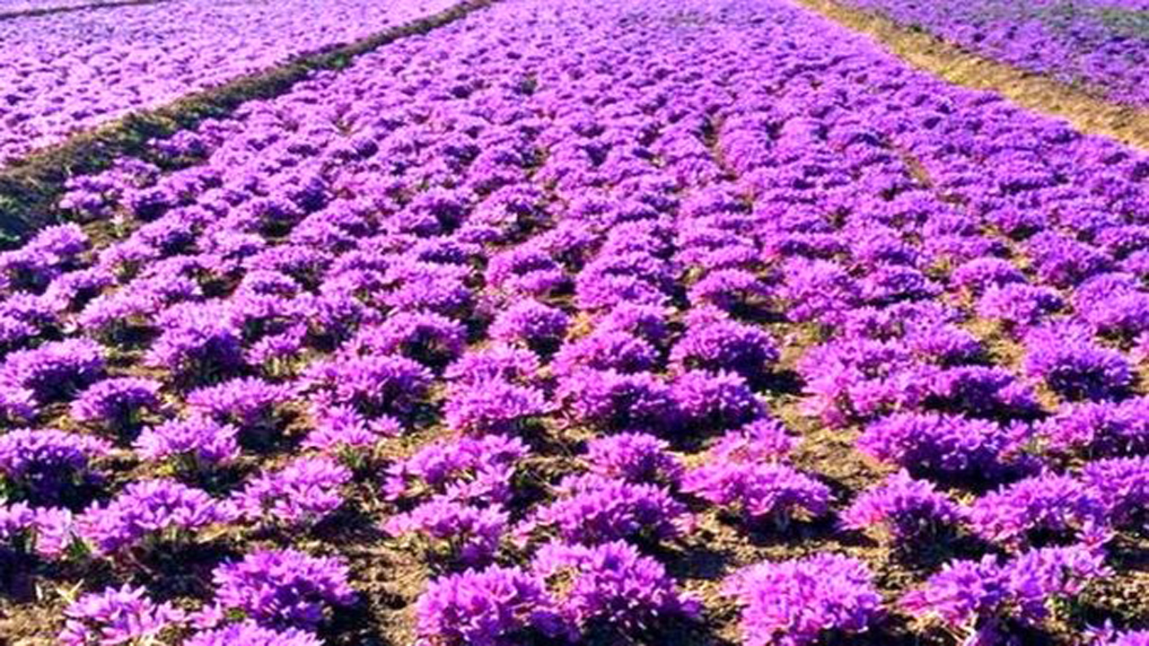 افزایش ۵۰۰ هکتاری سطح زیر کشت زعفران در خراسان شمالی