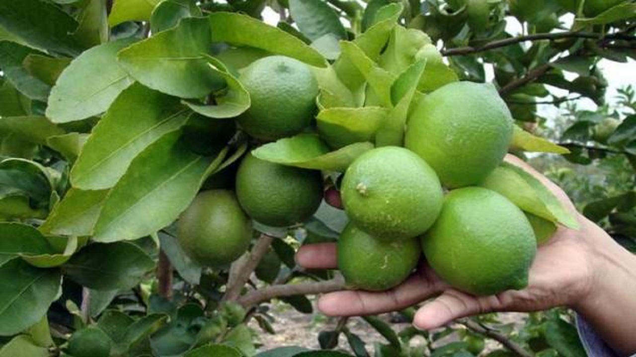 از جای خالی موزه دفاع مقدس تا مزرعه عروسک ها در یزد + فیلم