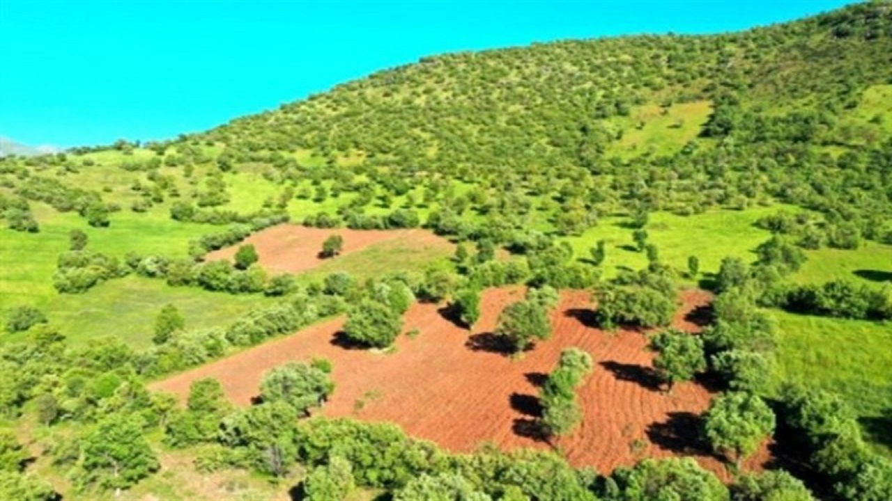 صدور اسناد تک برگی برای اراضی ملی در بیچار