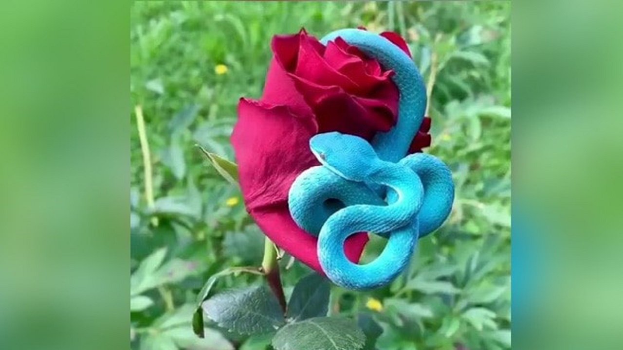 ویدئویی جالب از مار افعی آبی رنگ!