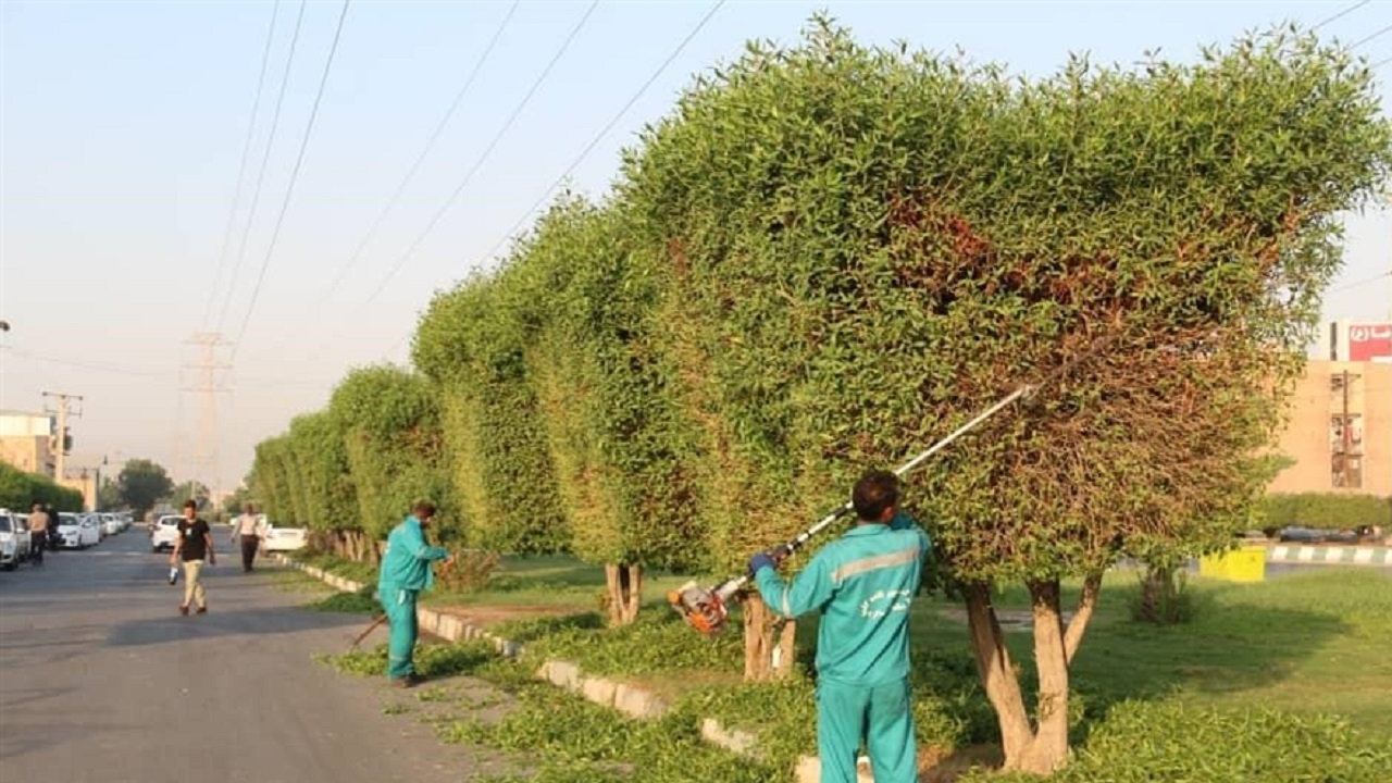 تداوم هرس درختان کنوکارپوس در اهواز