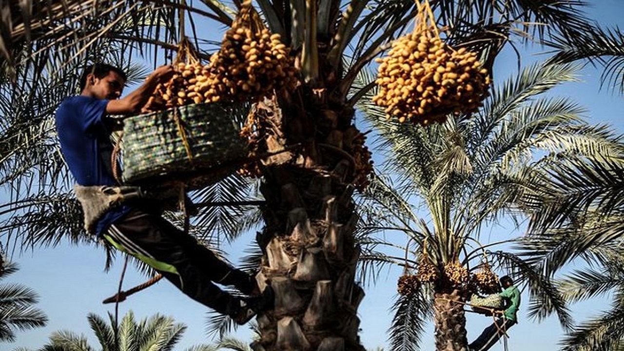 نخل‌داران رنج‌های جبران ناپذیر قرص برنج را به جان نخرند