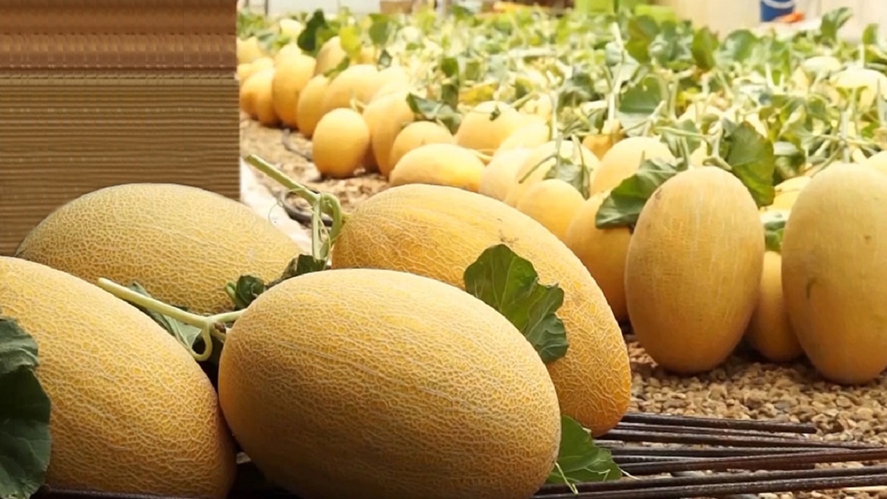 آغاز برداشت خربزه گرگاب