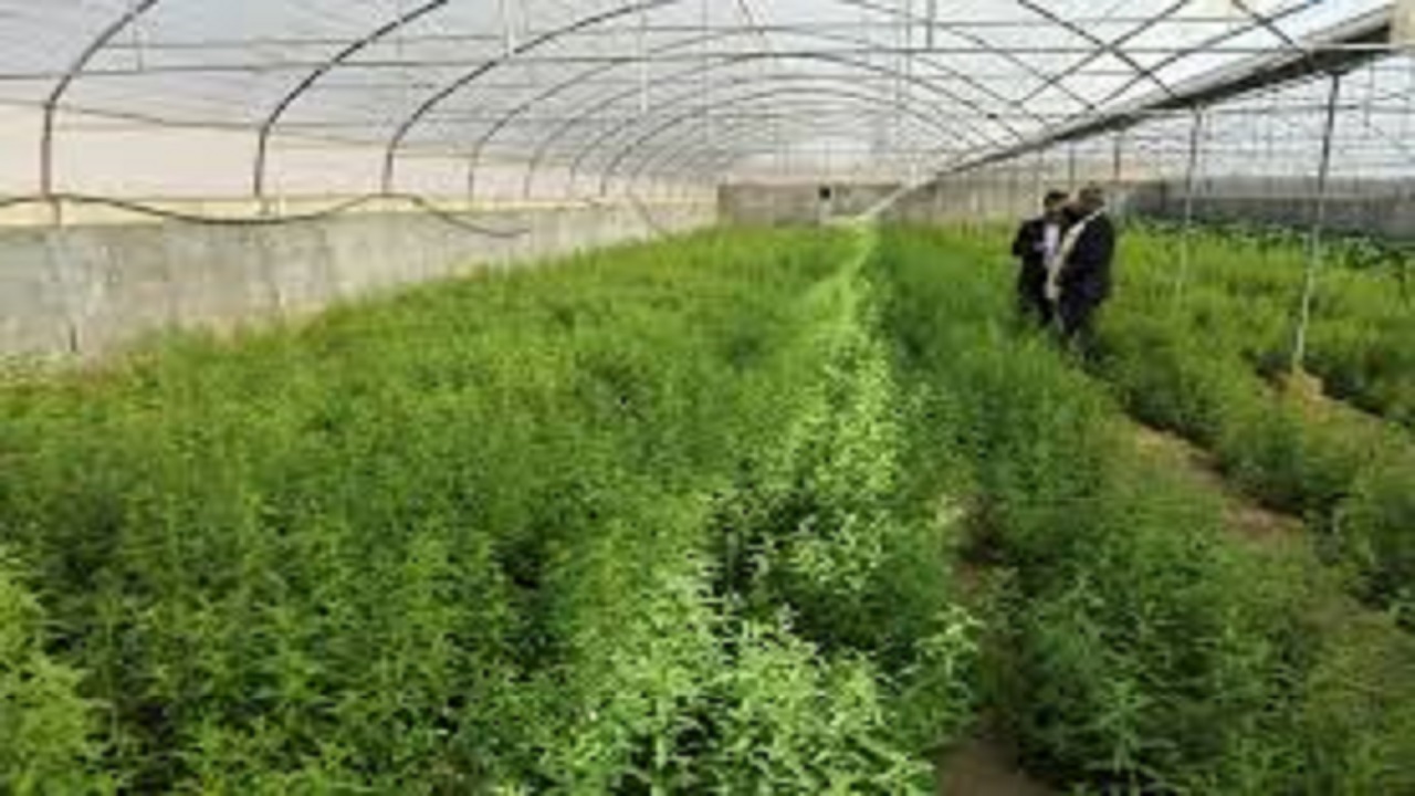 چهارمحال و بختیاری سومین استان تولید نشاء گیاهان دارویی در کشور