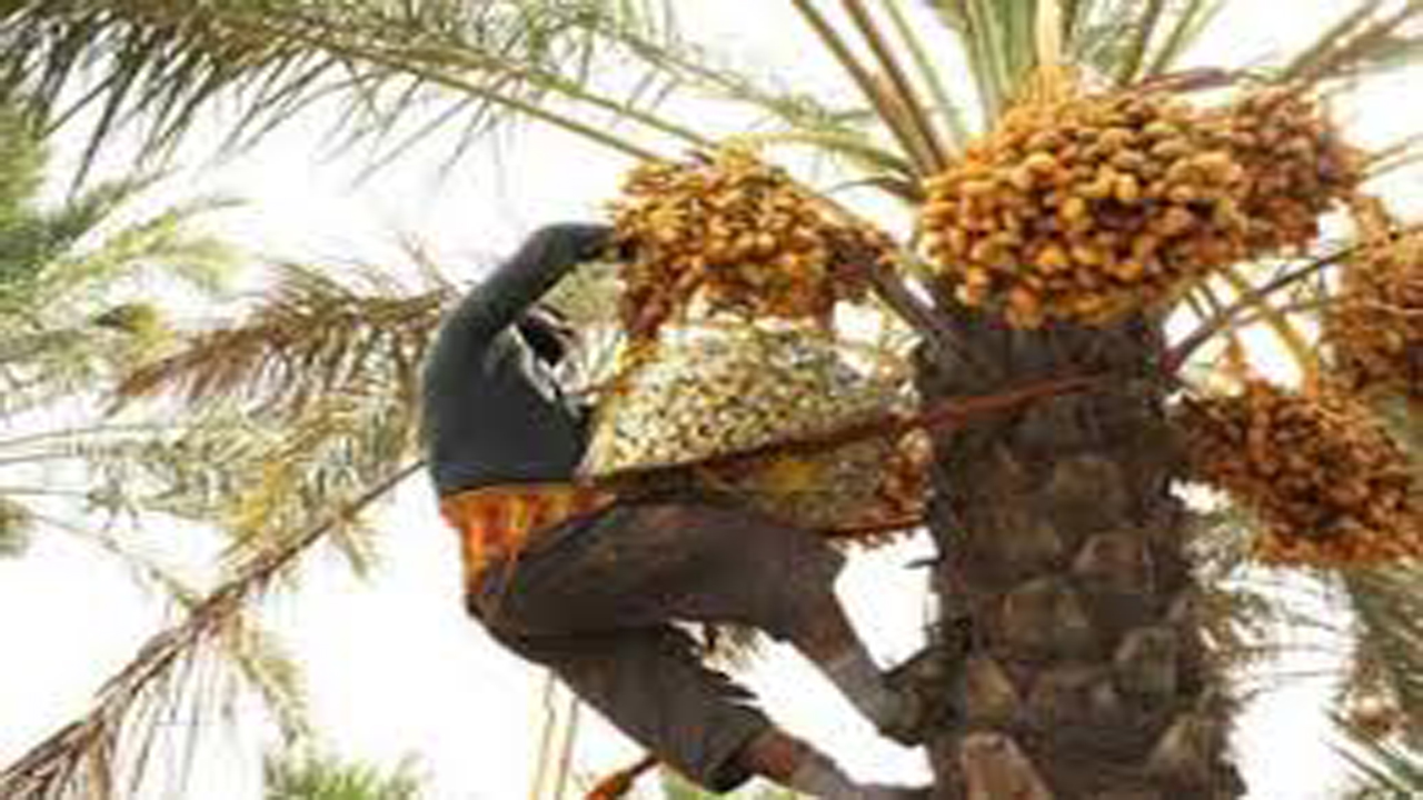 برداشت خرما در لامرد