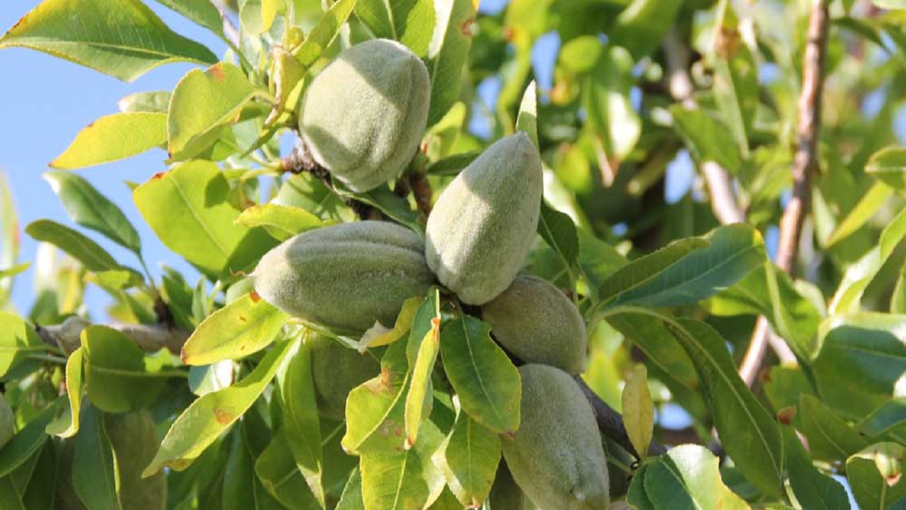 سرمازدگی باغات بادام مهریز