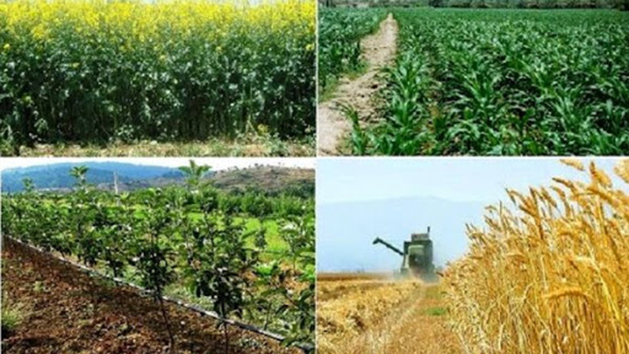 افزایش ۲۲ درصدی تولیدات کشاورزی فارس
