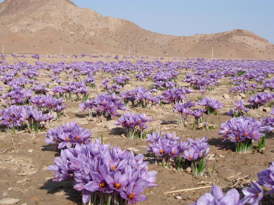 کاشت زعفران در کرمان