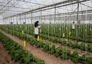 دستورالعمل صدور مجوز گردشگری کشاورزی در اردبیل ابلاغ شد
