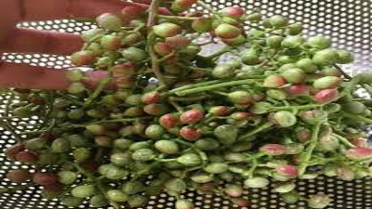 فواید گیاه خوراکی پسته کوهی