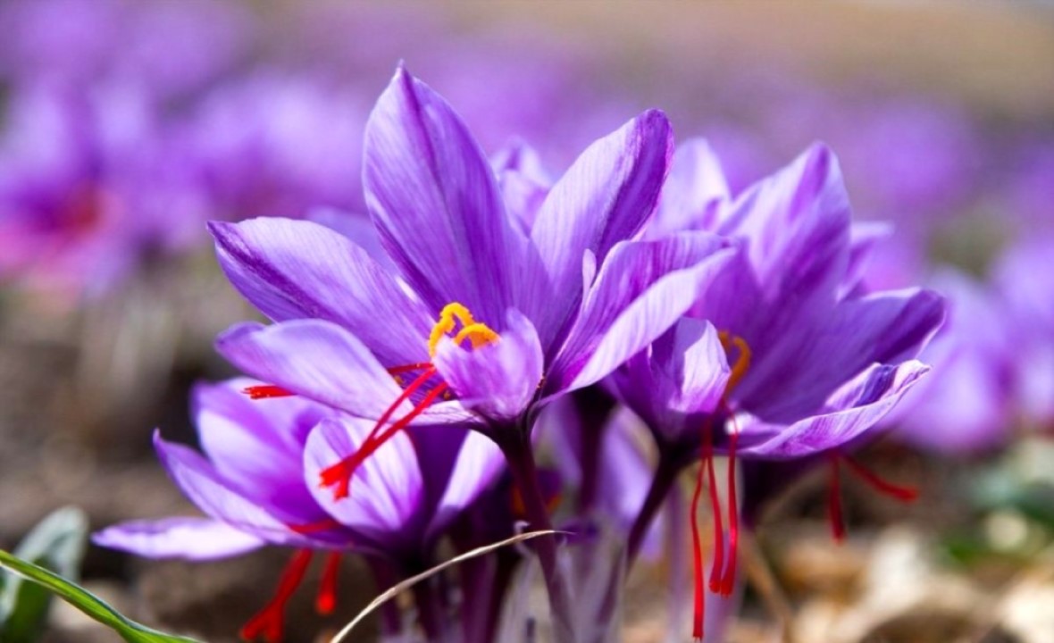 چهار هزار هکتار اراضی خراسان شمالی زیر کشت زعفران