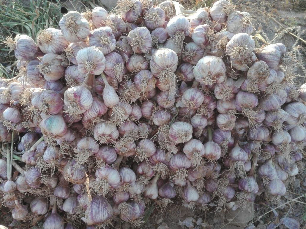 کشت سیر در شهداد آغاز شد