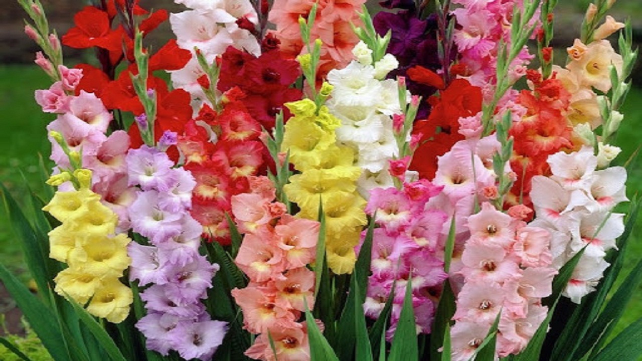 ۲ شکارچی غیرمجاز کبک در ایذه دستگیر شدند